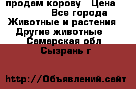 продам корову › Цена ­ 70 000 - Все города Животные и растения » Другие животные   . Самарская обл.,Сызрань г.